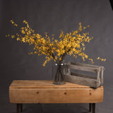 Forsythia