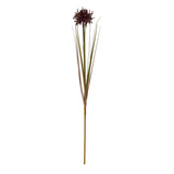 Burgundy Aster Spider Chrysanthemum Stem