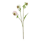 The Natural Garden Collection Pale Pink Scabious Stem